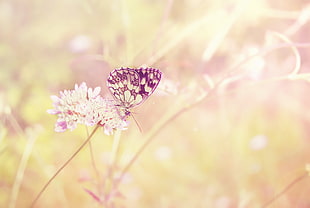 focus photography of white and black butterfly perching on white and purple petaled flower during daytime