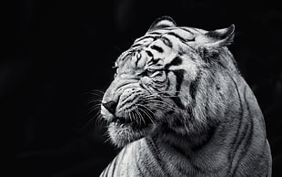 grayscale photograpy of tiger