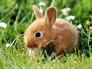 closeup photo of brown bunny