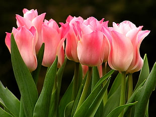 pink flower bouquet, tulips HD wallpaper