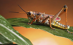 close-up photography of Eastern lobber Grasshopper on green leaf plant