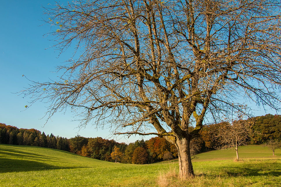 tree on grass field HD wallpaper