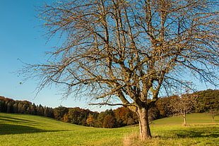 tree on grass field