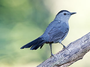 blue and gray feathered bird