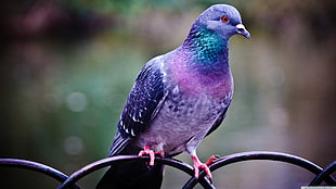 purple, green, and pink pigeon, pigeons, birds
