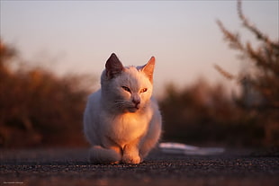 white cat, animals, cat, sunlight