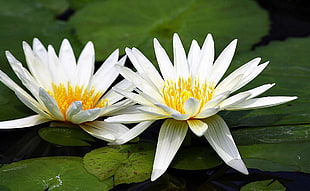 two white lilies