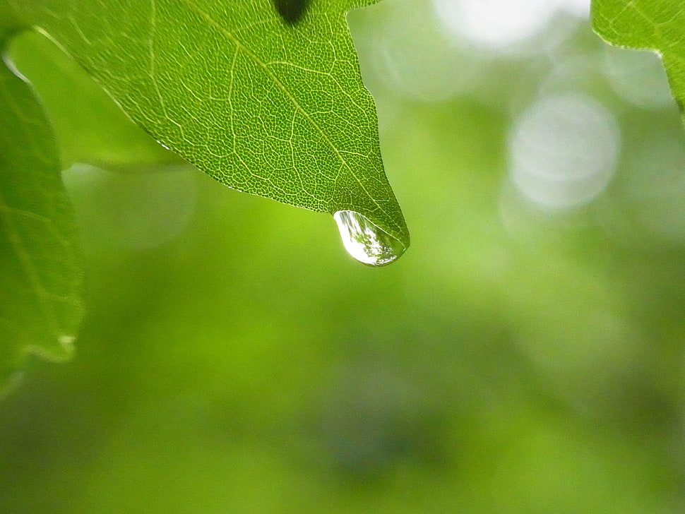 selective photography of water drop on green leaf HD wallpaper