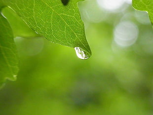 selective photography of water drop on green leaf