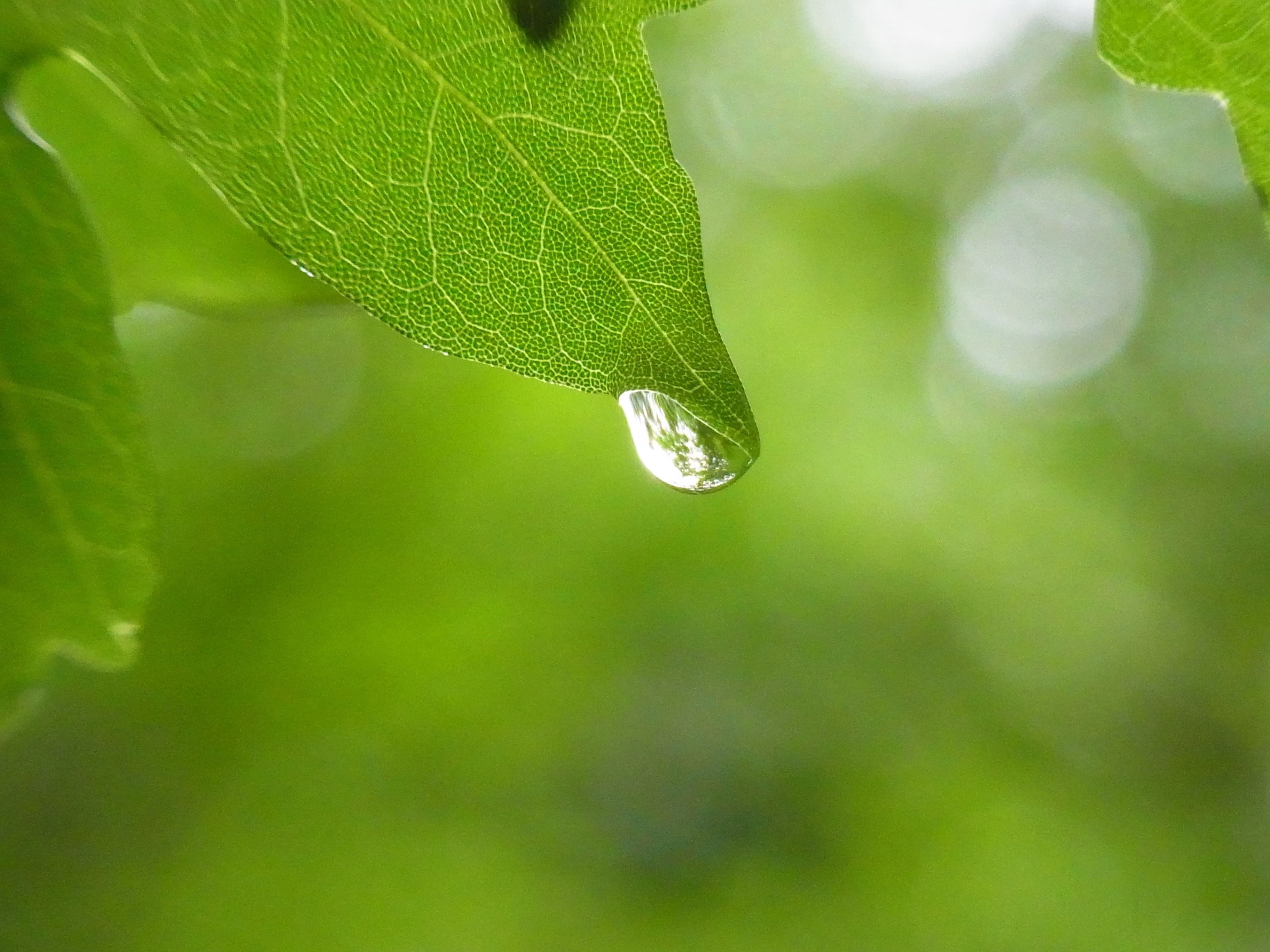 selective photography of water drop on green leaf