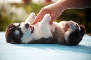 small white and grey Siberian Husky tickling by hand during daytime