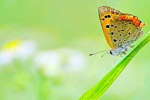 selective photography of yellow butterfly, daisy, fleabane HD wallpaper