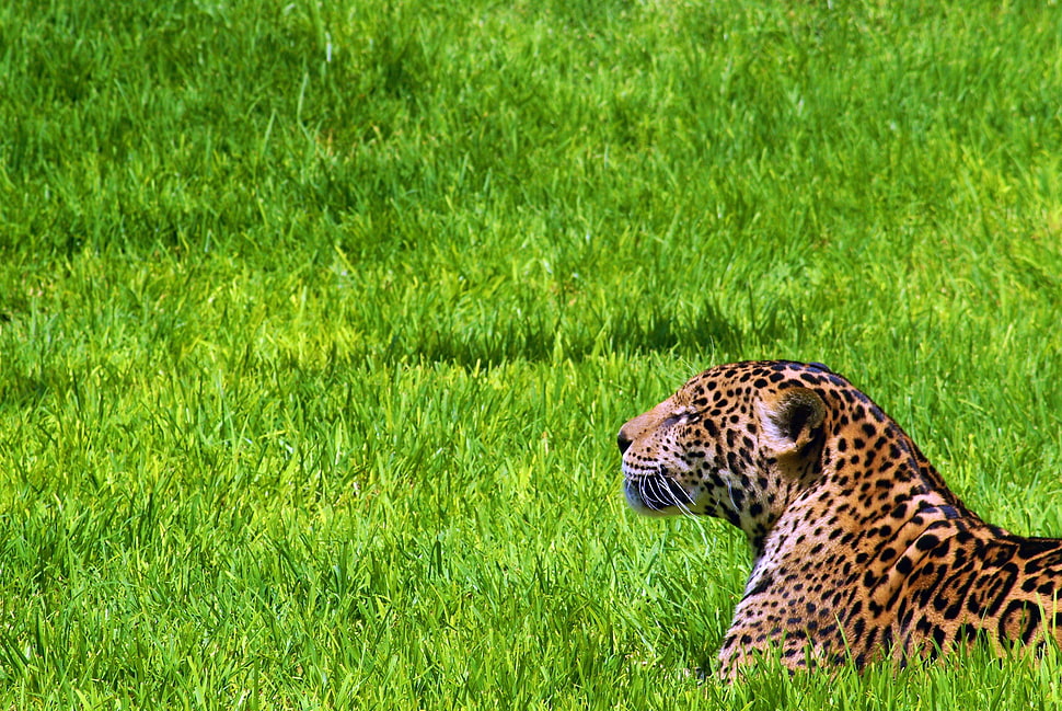 Leopard laying on patch of grass HD wallpaper