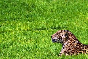 Leopard laying on patch of grass