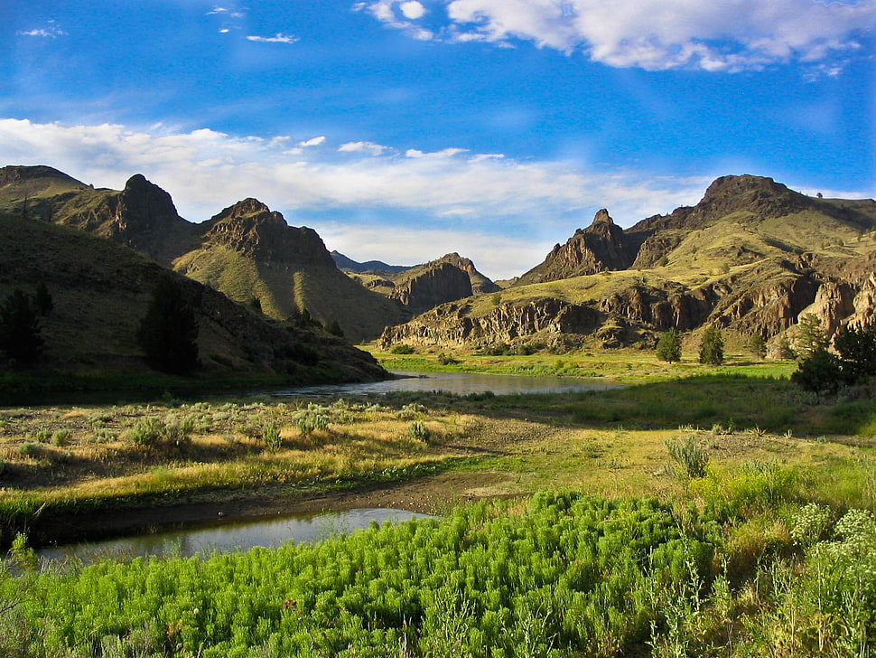 green leaf trees beside body of water near mountain, central oregon HD wallpaper