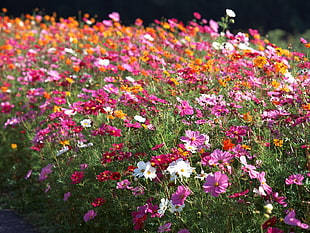 bed of daisy flower