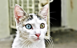 white and black cat with blue and green eyes