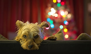 selective focus of adult long-coat white dog on sofa HD wallpaper