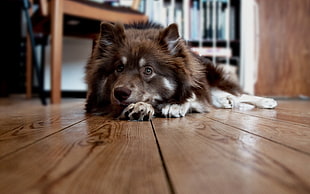 black and grey Finnish Lapphund lying on the parquet floor