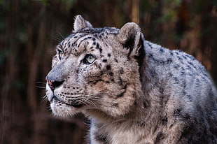 photography of snow leopard HD wallpaper