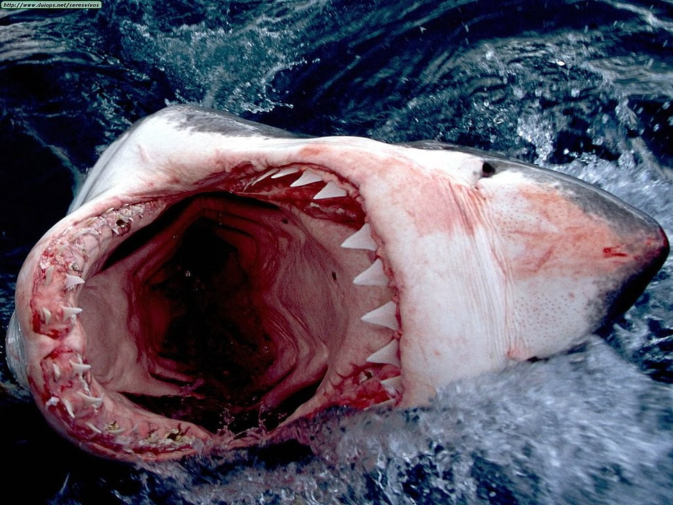 white shark, shark, animals HD wallpaper