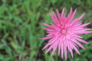 pink daisy flower, flowers HD wallpaper