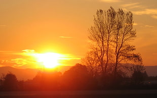 silhouette of tree during golden hour