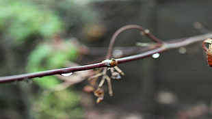 selective focus photo of brown and green insect