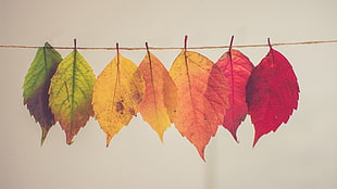 six assorted-color leaves, fall, leaves