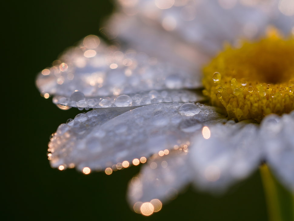 white and yellow flower HD wallpaper