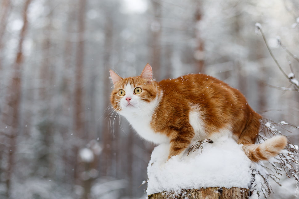 brown and white tabby cat, winter, snow, animals, cat HD wallpaper