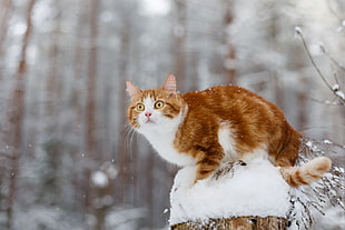 brown and white tabby cat, winter, snow, animals, cat
