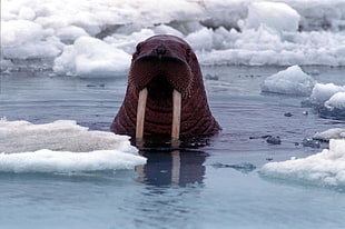 tan sea creator, animals, ice, sea, walruses