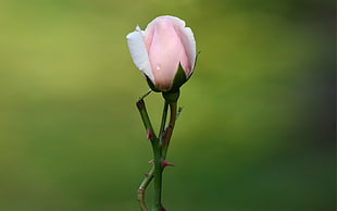 pink rose flower, nature, flowers, rose, photography
