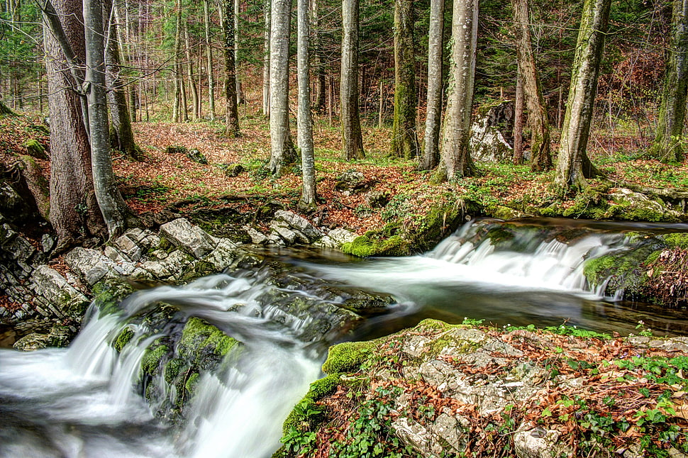 river in Forrest during daytime HD wallpaper
