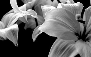 white petaled flowers, nature, flowers, monochrome