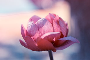 pink tulip flower in close up photography