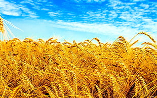 rice wreath field, Ukraine, field, wheat, crops HD wallpaper