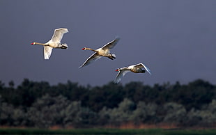 three white Geese over green foliage trees