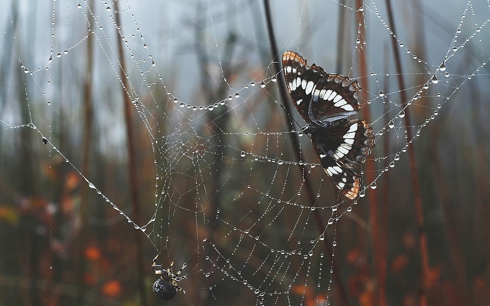 black, white, and brown butterfly, nature, spiderwebs, water drops, trees HD wallpaper