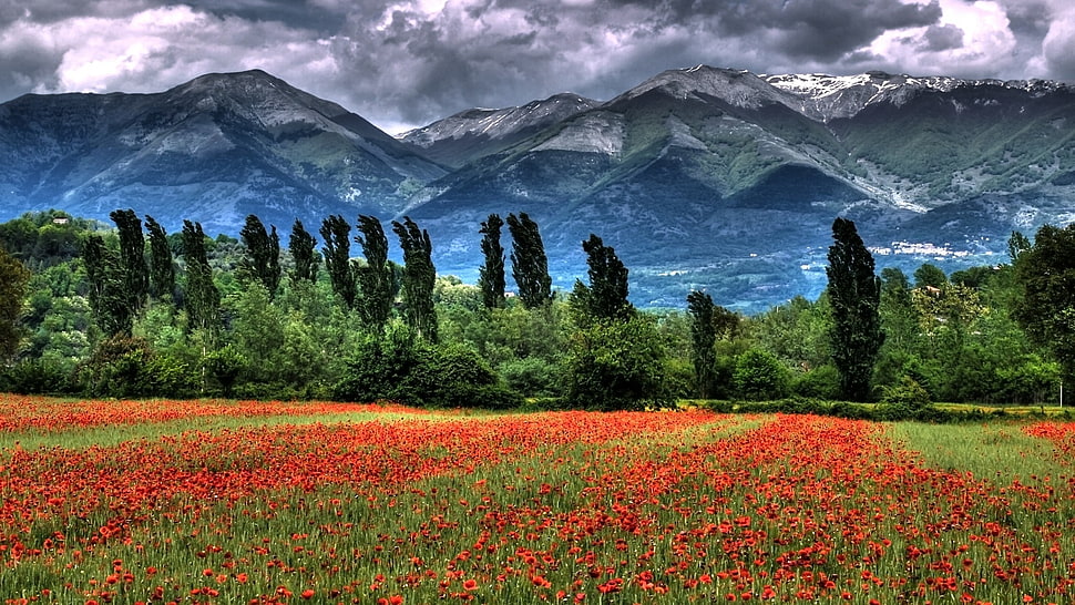 red flower meadow, field, mountains, trees, clouds HD wallpaper
