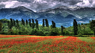 red flower meadow, field, mountains, trees, clouds HD wallpaper