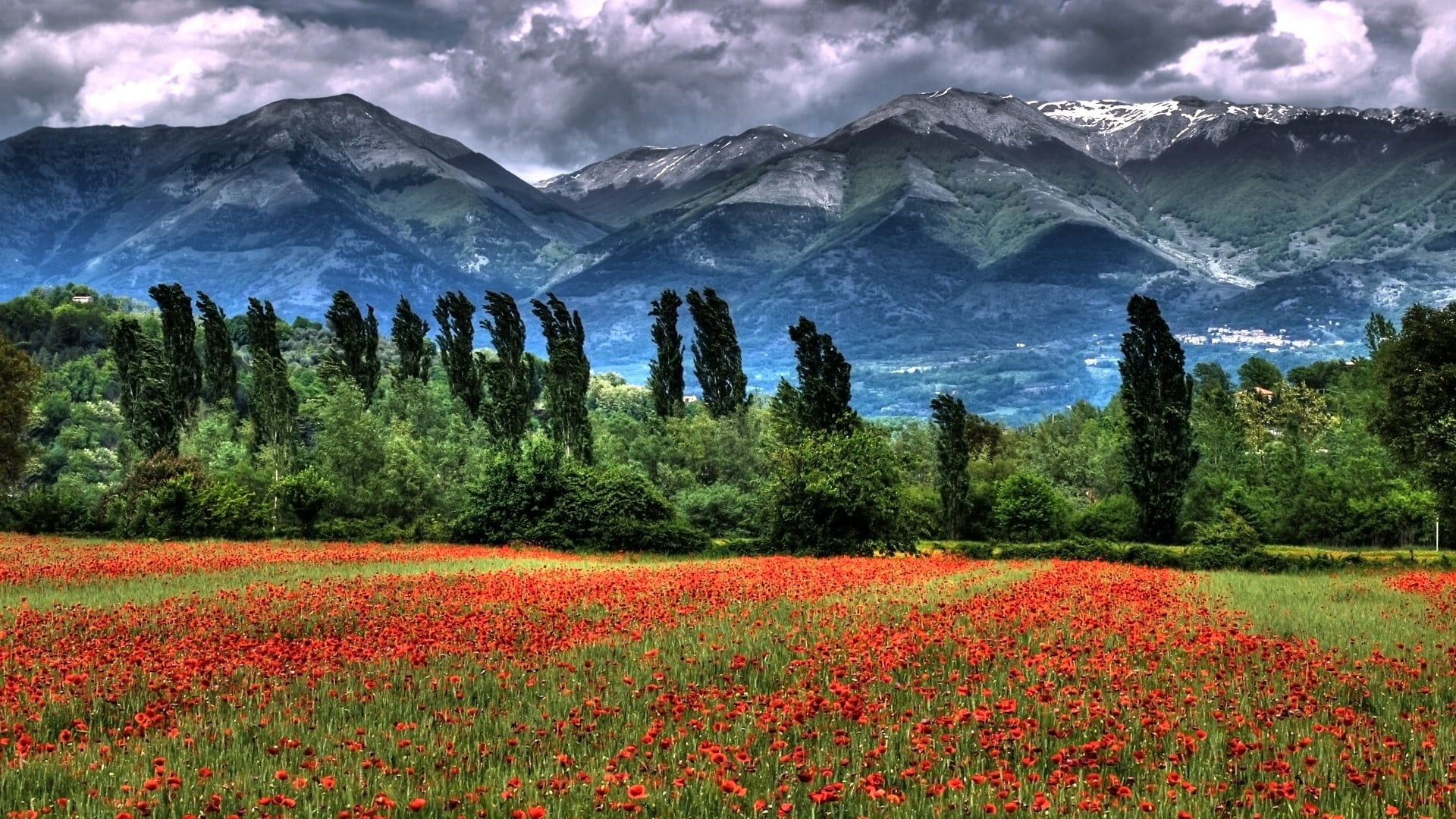 red flower meadow, field, mountains, trees, clouds
