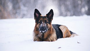 adult black and brown German shepherd, dog, German Shepherd, animals, snow