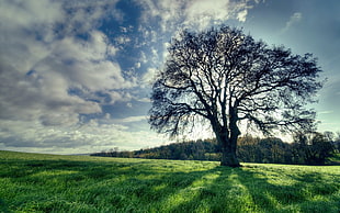 silhouette photo of bare tree