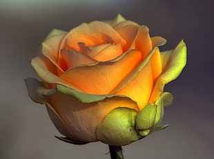 tilt photography of yellow-orange Rose flower