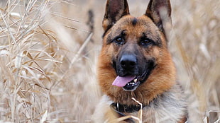 medium-coated tan and black dog, dog, animals, German Shepherd