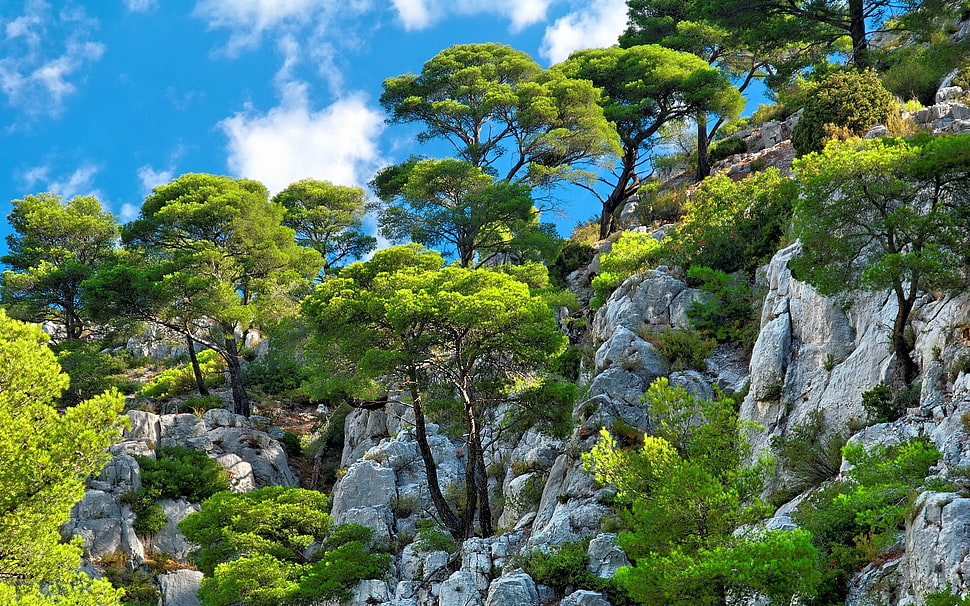 green trees, nature, landscape, clouds, mountains HD wallpaper