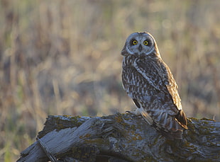 photo of a brown and white owl on wood
