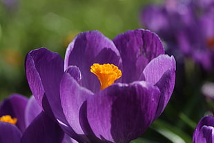 closed up photo of purple petaled flower, crocus